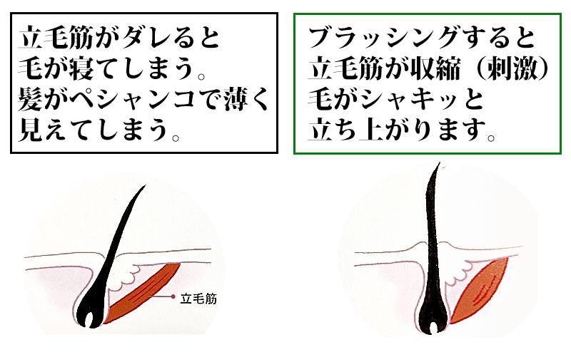 立毛筋を刺激して毛根から立たせる