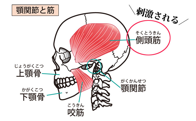 側頭筋を刺激すると、頭皮の血行が良くなってアンチエイジングにもなる